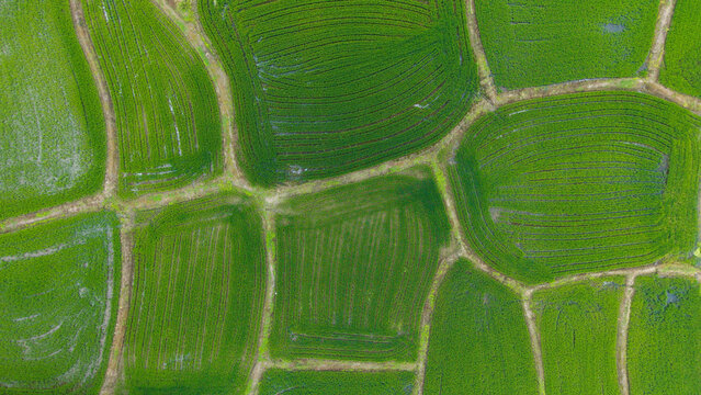 aerial view of curved green agricultural crop plantation fields