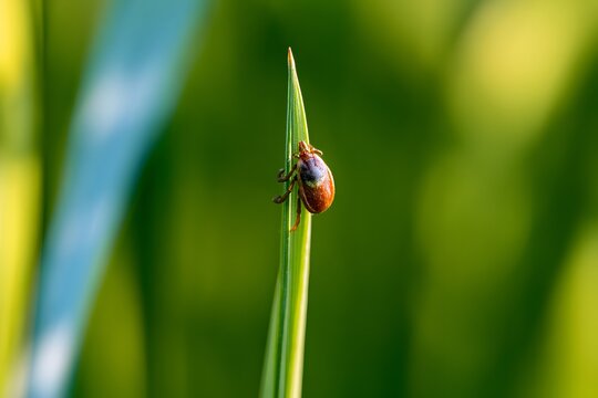 Disease prevention concept illustrating a tick waiting for a host in tall grass during late summer.