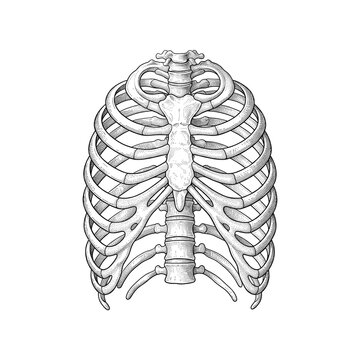 Human Rib Cage Anatomy Showing Detailed Skeletal Structure of the Thoracic Cage and Sternum