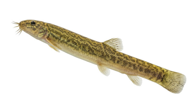 East Asian loach with mottled pattern and barbels detailed side view on transparent background fish freshwater