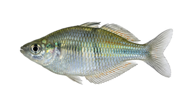 Eastern rainbowfish specimen with iridescent scales detailed side view on transparent background melanotaenia splendida fish ichthyology