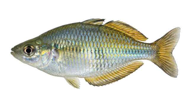 Eastern Rainbowfish Specimen Detailed Scales And Fins Side View Isolated On Transparent Background melanotaenia splendida fish