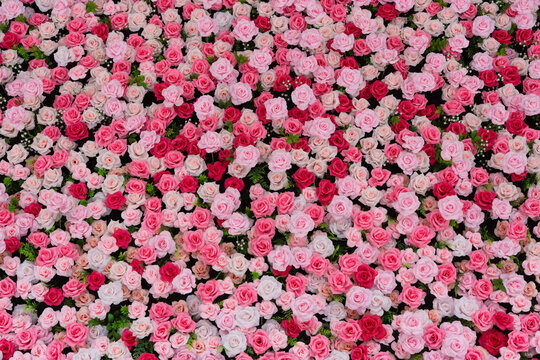 Dense Red and Pink Rose Floral Background