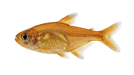 Fototapeta premium Ember tetra specimen side view detailed scales orange coloration studio photography on transparent background hyphessobrycon amandae