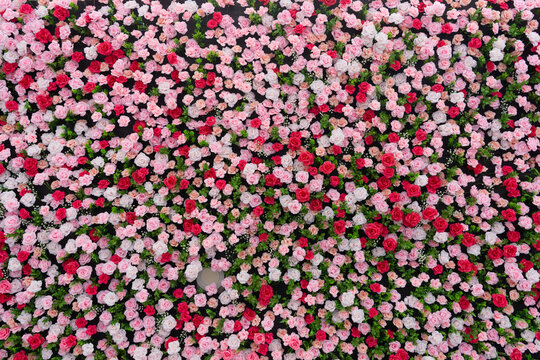 Dense Red and Pink Rose Floral Background