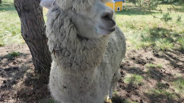 Feeding the alpaca. A person giving food to an alpaca in the palm of his hand. The muzzle of an alpaca's head chewing food. Petting zoo