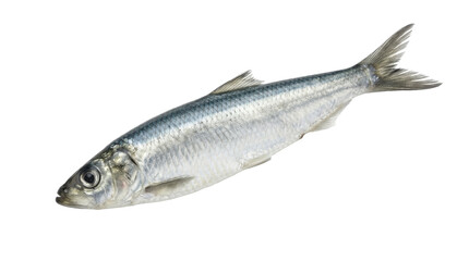 Obraz premium European sprat fish detailed photograph on transparent background clupeidae silver sea marine life ocean creature aquatic