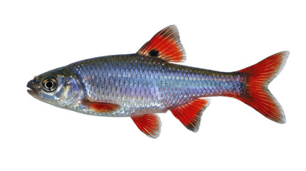 Fototapeta premium A male eastern redfin shiner fish detailed scales and red fins presented on transparent background cyprinidae