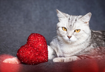 Two tabby cats lying near a red heart toy, cozy pet scene, domestic feline moment, soft animal comfort, indoor relaxation © ketrin