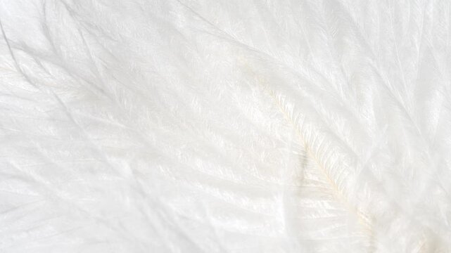 Macro white fluffy feather texture in slow motion, closeup feather background