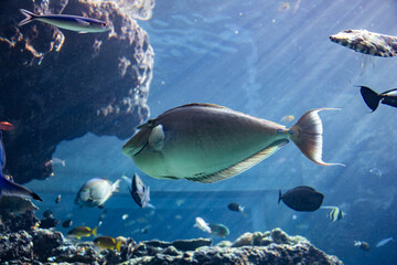 Fototapeta premium A vibrant school of tropical fish in the coral reef tank of the aquarium and the clear underwater world.
