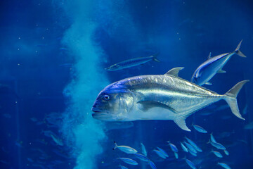 Fototapeta premium A vibrant school of tropical fish in the coral reef tank of the aquarium and the clear underwater world.