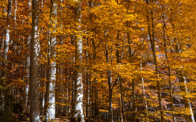Obraz premium That breath of wind that paints the forest with coppery shades