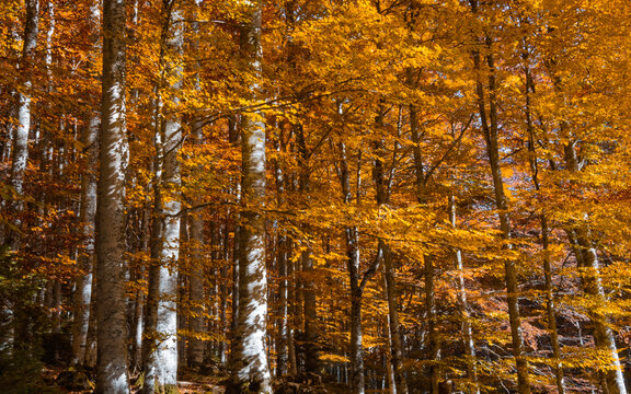 That breath of wind that paints the forest with coppery shades