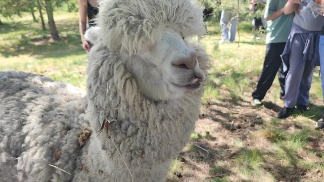 Feeding the alpaca. A person giving food to an alpaca in the palm of his hand. The muzzle of an alpaca's head chewing food. Petting zoo