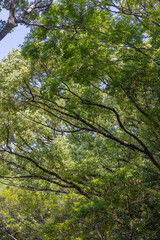Fototapeta premium 都心散歩 浜離宮の夏景色