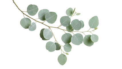 Obraz premium Green eucalyptus branch isolated on white background