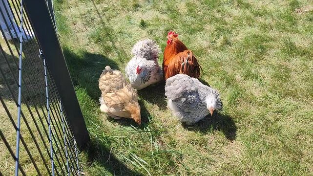 Beautiful multi-colored chickens of a rare breed on green grass on a sunny summer day