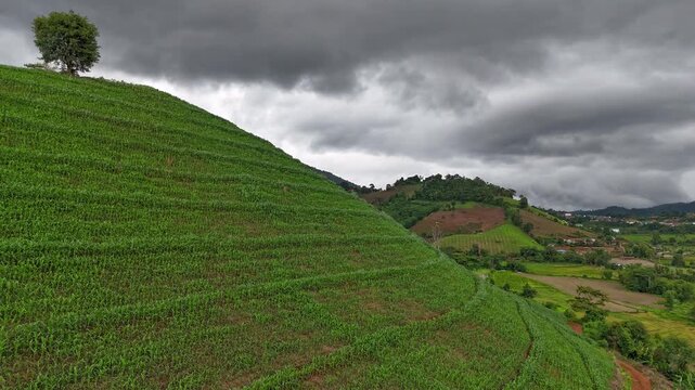 Aerial view above cornfield on mountain at countryside Thailand, Drone flight shots