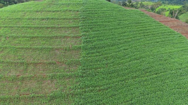 Aerial view above cornfield on mountain at countryside Thailand, Drone flight shots
