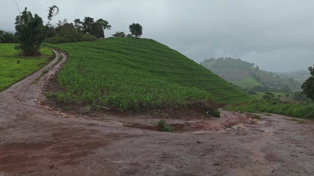 Aerial view above cornfield on mountain at countryside Thailand, Drone flight shots