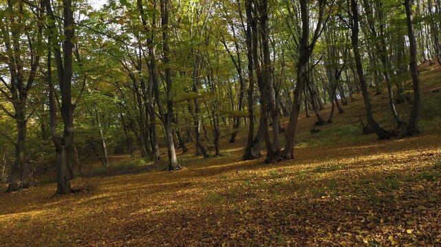 Backwards movement forest inside trees fallen leaves revealing aerial view by drone