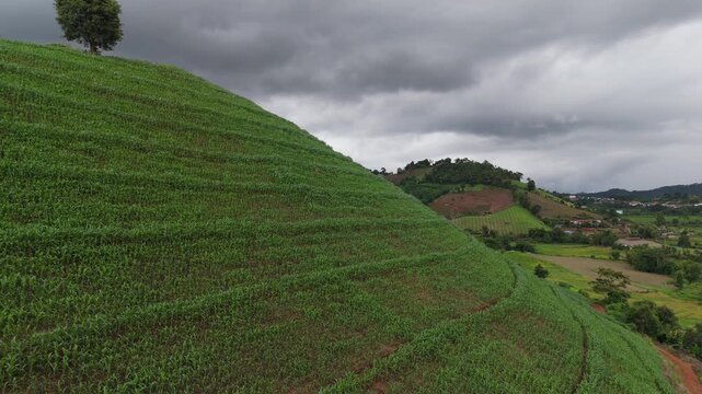 Aerial view above cornfield on mountain at countryside Thailand, Drone flight shots