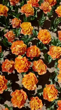 Beautiful blooming tulips flower. Blooming tulips flower with red petal in inflorescence on sunny spring morning. Blooming of blossoming orange tulip flower growing ground. Natural background Vertical