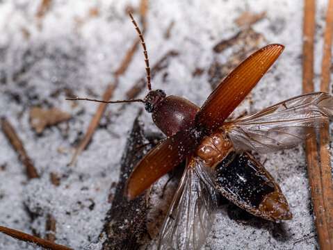 Click Beetle with Wings Spread Showing Flight Anatomy on Sandy Ground, Elateridae Macro Photography Florida