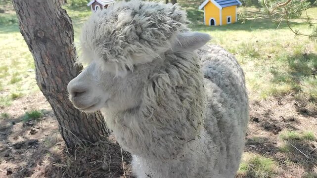 Feeding the alpaca. A person giving food to an alpaca in the palm of his hand. The muzzle of an alpaca's head chewing food. Petting zoo