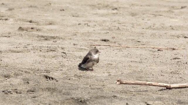 A swallow flew in to feed its chick sitting on a sandy beach.