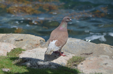pigeon on the rocks © richard pross