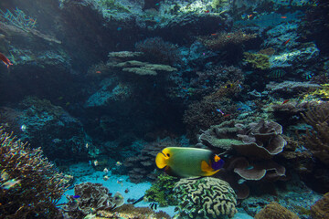 A vibrant school of tropical fish in the coral reef tank of the aquarium and the clear underwater world. © paul