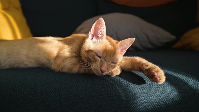 A cat lies on a couch, stretching in the sunlight while resting. The cat appears comfortable, showcasing its fur against the fabric and cushions