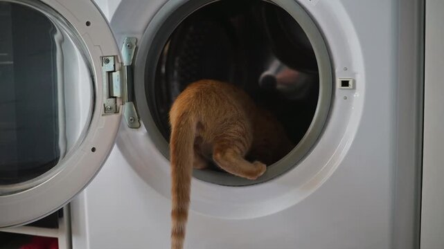 A playful orange cat investigates a laundry machine at home. The cat peeks inside while showing curiosity and excitement about its surroundings