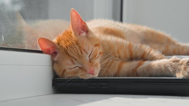 A cat is lying on a laptop beside a window, soaking in the sunlight. The cat appears relaxed, with its eyes partially closed and fur glowing in the bright light