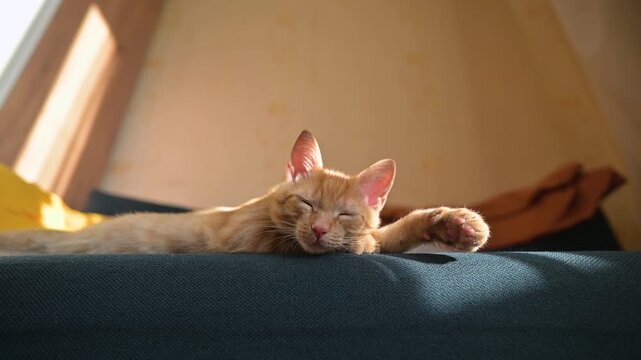 A cute orange kitten stretches while lying on a soft surface in a room with natural light. The sleepy kitty rolls over and comically falls off the couch