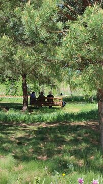 Three female persons sitting on a bench under a tree in a park on a sunny summer day. Women relaxing on a bench in a park. Vertical