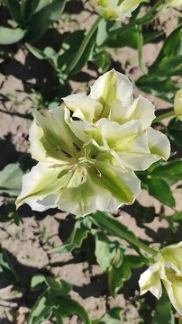 Beautiful blooming tulips flower. Blooming tulip flower with white green petal in inflorescence on sunny spring morning. Blooming of blossoming tulip flower growing ground. Natural background Vertical