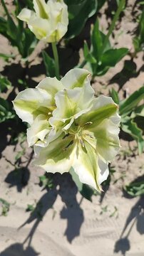 Beautiful blooming tulips flower. Blooming tulip flower with white green petal in inflorescence on sunny spring morning. Blooming of blossoming tulip flower growing ground. Natural background Vertical