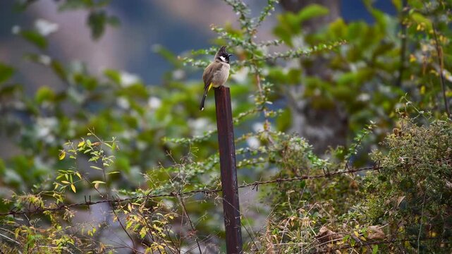 Himalayan Bulbul Perched On Rusty Barbed Wire Fence In Uttarakhand