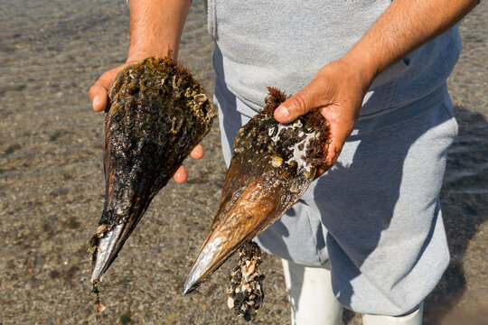 Person holding two large pen shells on beach