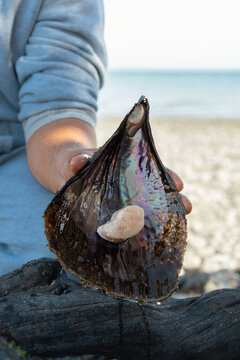 Hand holding scallop in iridescent seashell at beach