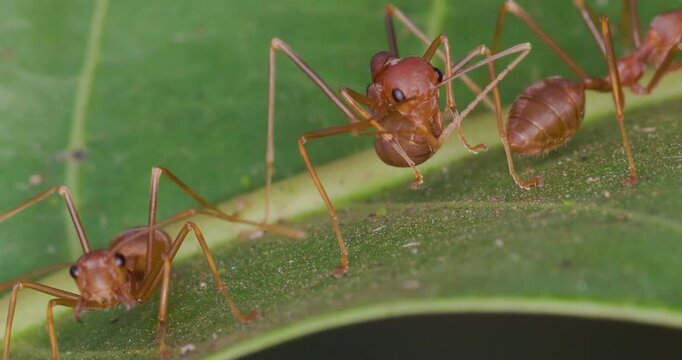 Indian Red Weaver Ants workers preening on a leaf; slow motion morning macro limb cleaning in details