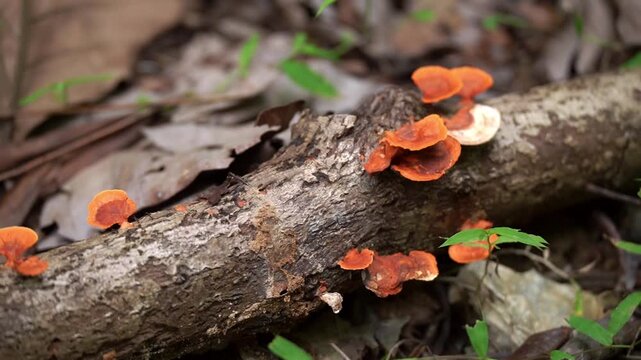 Slow panning shot across a decaying log on the forest floor, decorated with bright orange bracket fungi (Pycnoporus species) while black ants forage along the bark and mushrooms amidst dead leaves.