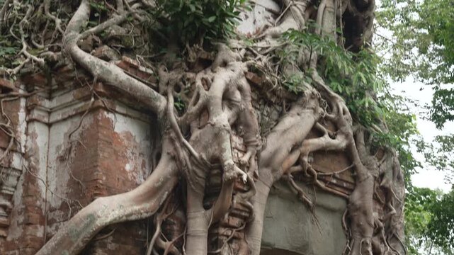 Ancient Tree Roots Engulfing a Brick Temple at Koh Ker, Cambodia