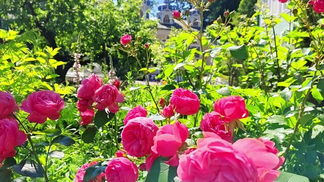 Beautiful flowers against the background of the domes of the Pechora Holy Dormition Pskovo-Pechersky Monastery. Pskov region, religion Christianity history