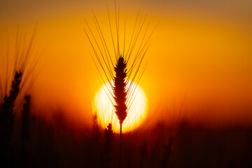 Obraz premium Cereal plant in warm light. Cereal plant with awn. Green cereal plant close up. Backlit cereal plant at sunset.