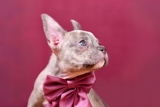 Portrait of lilac Brindle French Bulldog dog puppy with burgundy ribbon in front of studio background