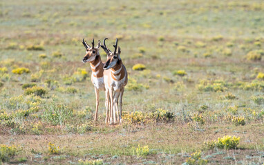 A pair of pronghorn antelope bucks on the prairie © Cavan